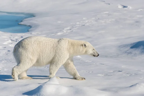 Eisbär Packeis — Stockfoto