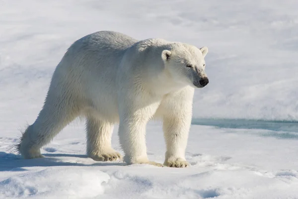 Oso Polar Paquete Hielo —  Fotos de Stock