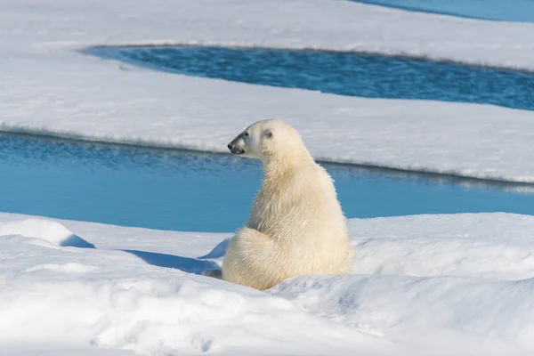 Urso Polar Sentado Gelo Pacote Svalbard — Fotografia de Stock