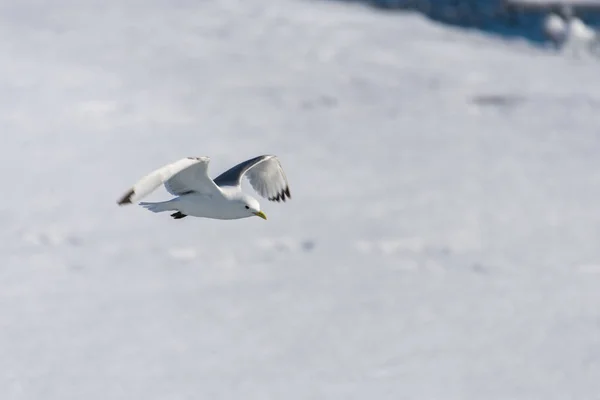 Urso Polar Sentado Gelo Pacote Svalbard — Fotografia de Stock