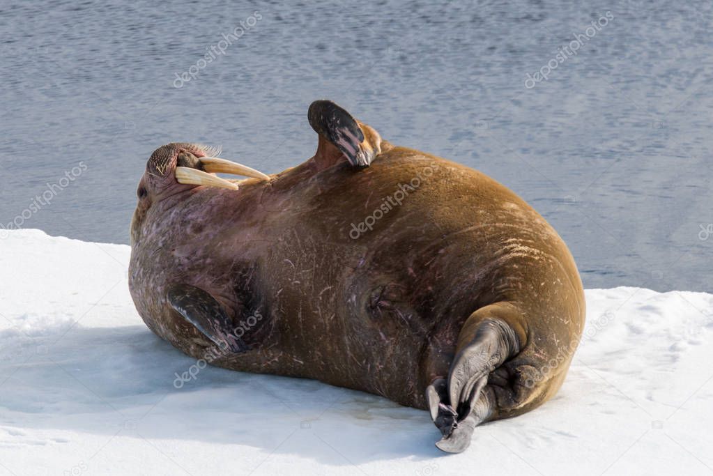 Walrus on ice in Svalbard