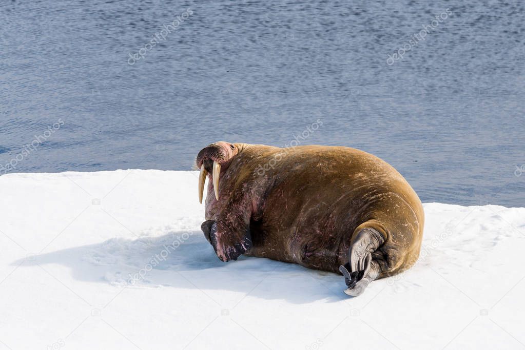 Walrus on ice in Svalbard