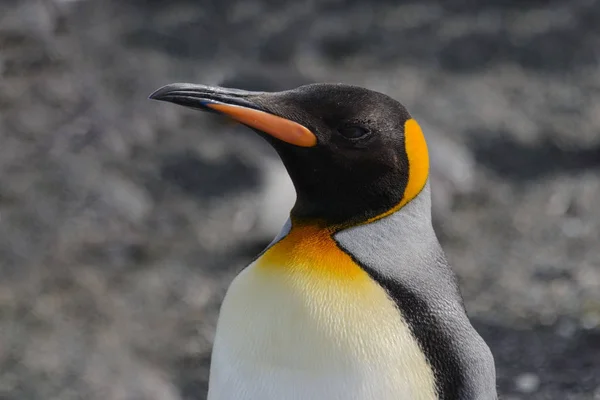 Rey Pingüinos Cabeza Cerca — Foto de Stock