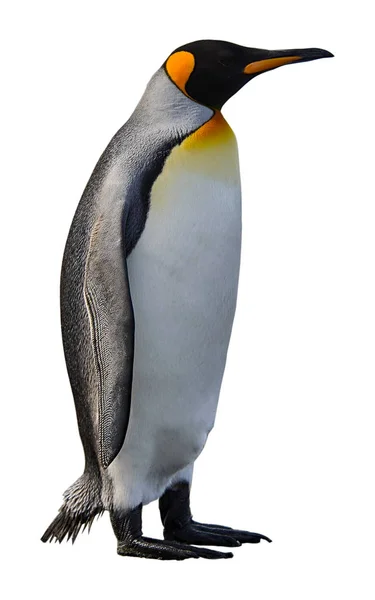 King Penguin Isolated White — Stock Photo, Image