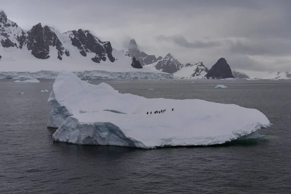 Pinguini Sull Iceberg Mare — Foto Stock