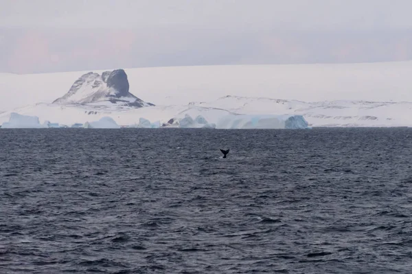 Paysage Antarctique Avec Glaciers Montagnes — Photo