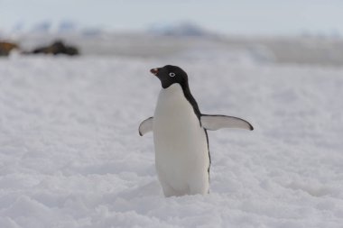 Adelie penguen sahilde