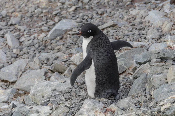 ビーチのアデリー ペンギン — ストック写真