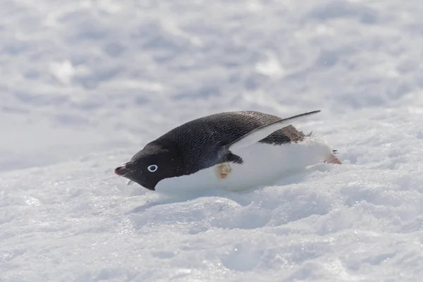 Pingüino Adelie Arrastrándose Sobre Nieve — Foto de Stock