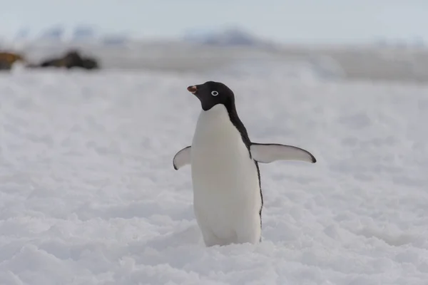 Adelie Penguin Beach — Stock Photo, Image