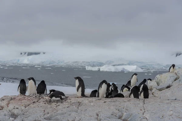Pingüinos Adelie Playa — Foto de Stock
