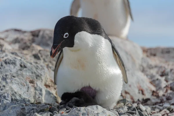 Adelie Penguin Nest Chick — Stock Photo, Image