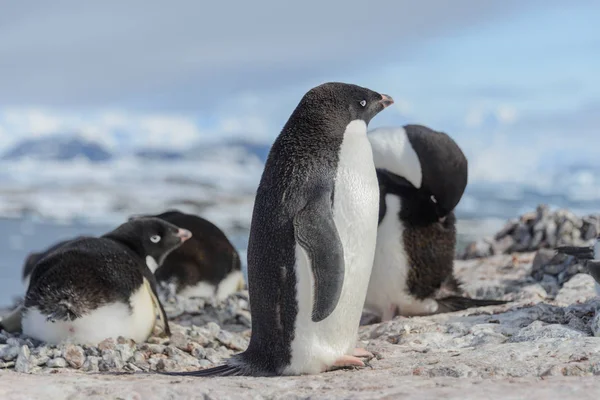 Adelie Penguen Sahilde — Stok fotoğraf