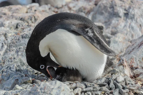 Adelie Pingouin Dans Nid Avec Poussin — Photo