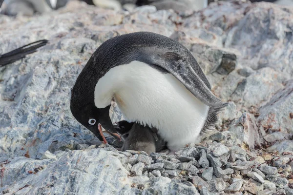 阿德利企鹅巢与小鸡 — 图库照片