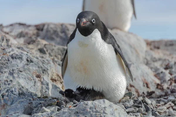 アデリー ペンギンのひよこの巣 — ストック写真