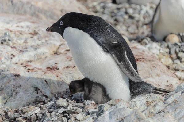 Pinguim Adelie Ninho Com Pinto — Fotografia de Stock