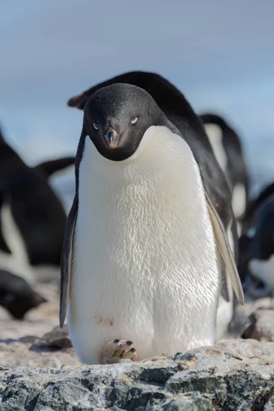 Pinguim Adelie Praia — Fotografia de Stock