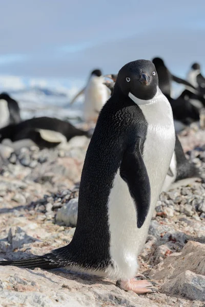 Pinguim Adelie Praia — Fotografia de Stock