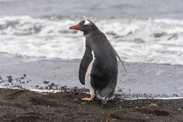 Gentoo Пінгвінів Природі — стокове фото