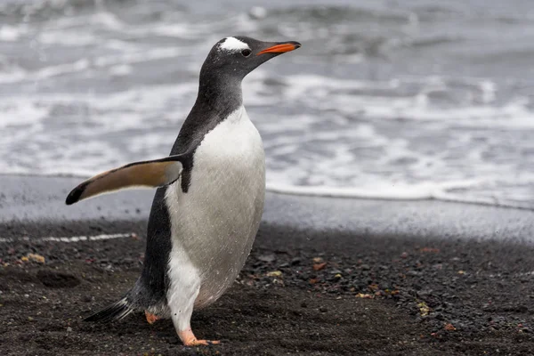 Pinguino Gentoo Natura — Foto Stock