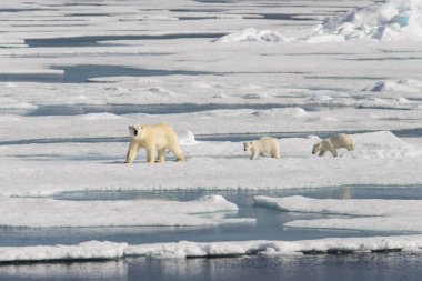 Kutup ayısı anne (Ursus maritimus) ve İki Yataklı yavrularını pack buzda Svalbard Arctic Norveç kuzeyinde