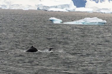 Kambur balina fluke ile buzdağı arka plan üzerinde