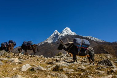 mountain yak in Nepal clipart
