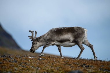 Doğa, güzel Ren geyiği