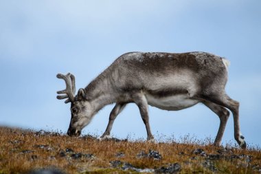 Doğa, güzel Ren geyiği
