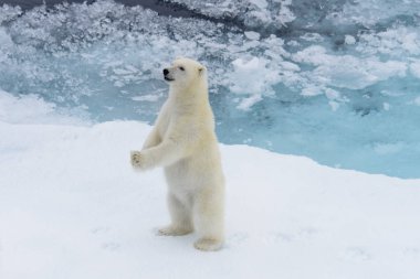 Pack buzda Svalbard Arctic Norveç Kuzey kutup ayısı (Ursus maritimus) yavrusu