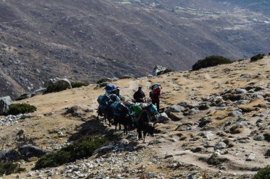 Nepal Himalayalar trekking