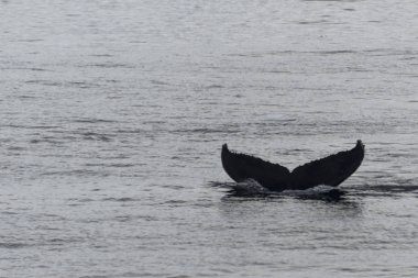 Kambur balina fluke ile buzdağı arka plan üzerinde