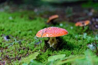 Ormanda büyüyen amanita mantar