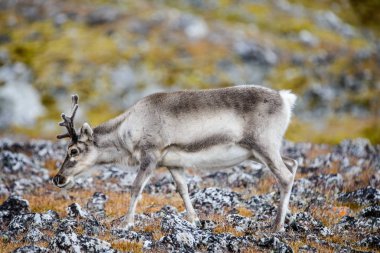 Doğa, güzel Ren geyiği