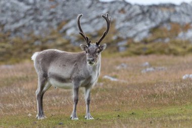 Svalbard Tundra vahşi Ren geyiği