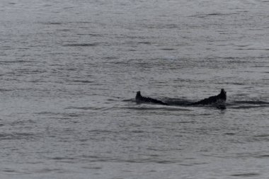 Kambur balina fluke ile buzdağı arka plan üzerinde