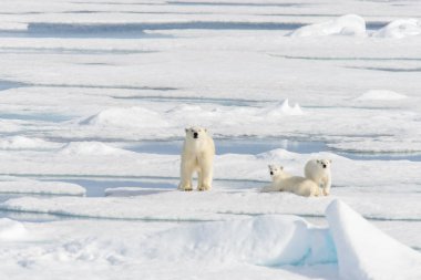 Kutup ayısı anne (Ursus maritimus) ve İki Yataklı yavrularını pack buzda Svalbard Arctic Norveç kuzeyinde