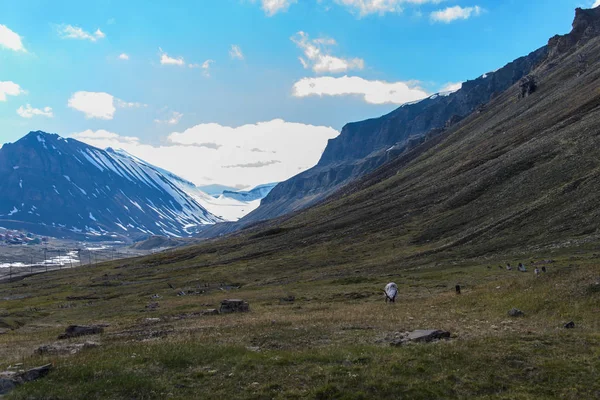 North Landschap Van Prachtige Landschap Met Caribou Herten Grazen — Stockfoto