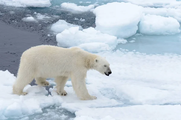 Oso Polar Manada Hielo Norte Spitsbergen — Foto de Stock