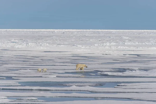 Anya Jegesmedve Ursus Maritimus Twin Kölykök Jégtáblák Svalbard Sarkvidéki Norvégia — Stock Fotó