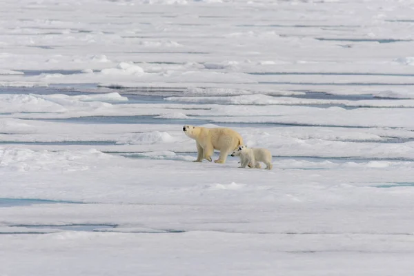 Madre Oso Polar Ursus Maritimus Cachorros Gemelos Paquete Hielo Norte — Foto de Stock