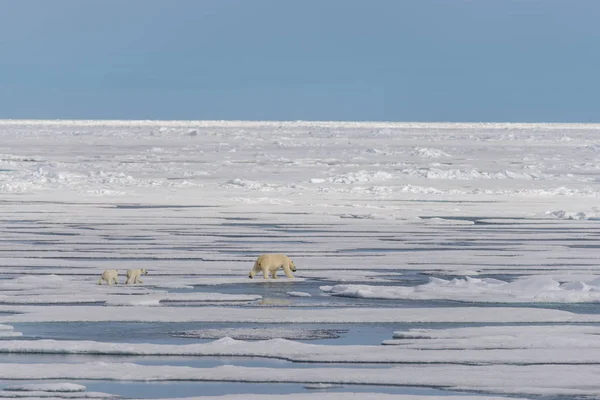 Anya Jegesmedve Ursus Maritimus Twin Kölykök Jégtáblák Svalbard Sarkvidéki Norvégia — Stock Fotó