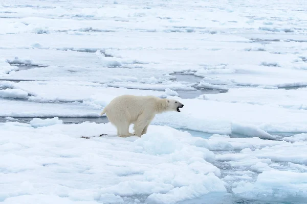 Lední Medvěd Ledě Pack Severně Špicberk — Stock fotografie