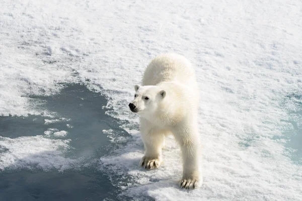 Urso Polar Ursus Maritimus Gelo Pacote Norte Spitsberg — Fotografia de Stock