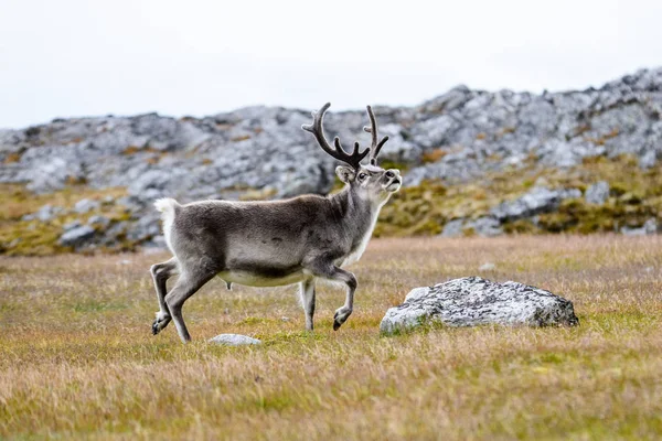 Nyáron Svalbard Rénszarvas — Stock Fotó