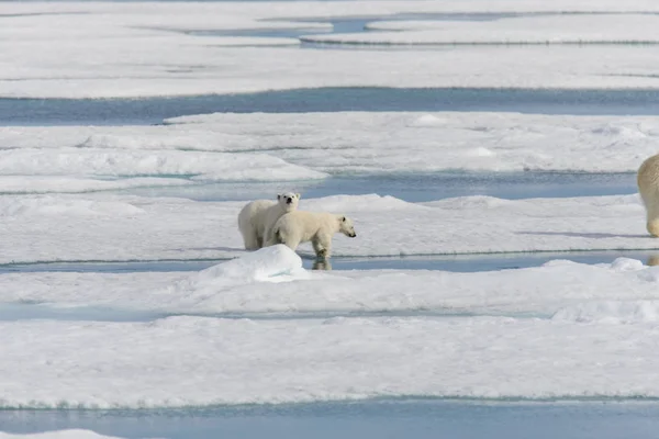 Madre Oso Polar Ursus Maritimus Cachorros Gemelos Paquete Hielo Norte —  Fotos de Stock