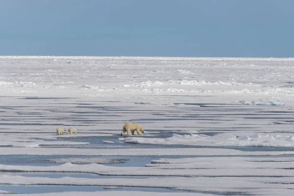 Matka Niedźwiedź Polarny Ursus Maritimus Typu Twin Szczeniaki Lodzie Północ — Zdjęcie stockowe