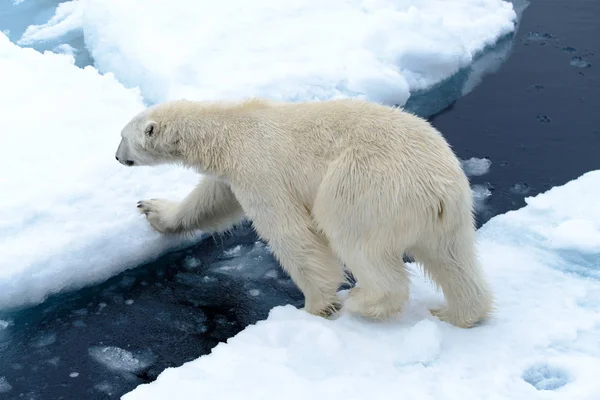 Urso Polar Bolsa Gelo Norte Spitsbergen — Fotografia de Stock