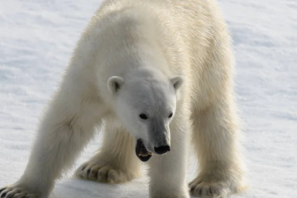 Eisbär Ursus Maritimus Auf Dem Packeis Nördlich Von Spitzberg — Stockfoto